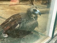 -青岛森林野生动物世界