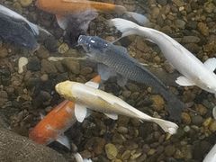 -东南花都花博园