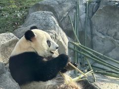 -武汉动物园