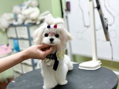 -鑫艺宠物美容培训学校