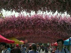 -南汇桃花村