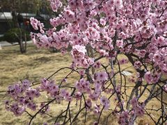 -济南国际园博园