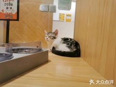 -屋虎猫馆(宝安大仟里店)