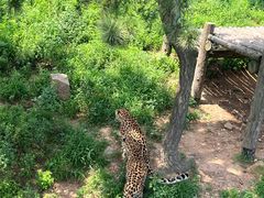 -西霞口神雕山野生动物世界