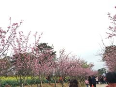 -天适樱花悠乐园