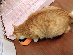 -伟伟宠物医院·瑞派猫友好医院·猫科(光谷店)