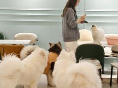 -安格丽娜·狗咖·猫咖羊驼咖(春熙路百盛商场店)