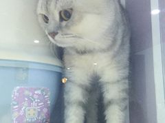 -喵的天空名猫咖啡馆·撸猫·猫舍·用品
