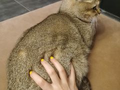 -萌兽医馆·宠物医院·猫骨科(创景店)