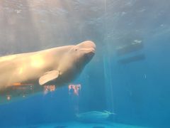 -海合安成都极地海洋公园
