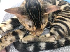 -糯米喵星人·撸猫猫舍咖啡馆(西市场嘉华店)