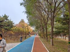 -大兴滨河森林公园