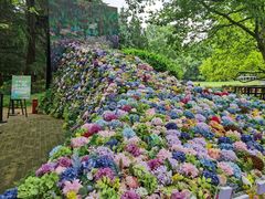 -上海共青森林公园