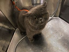 -PETKIT小佩宠物(古北店)