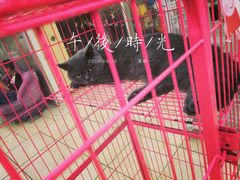 -宝鸡东道花鸟鱼虫市场(吉利花园商场店)