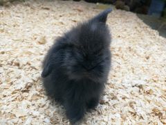 -龟与熊猫宠物公园(南坪店)