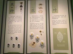 -中国茶叶博物馆(双峰馆区)