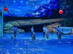 -海合安武汉极地海洋公园