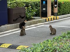 -赖记黄酒鸡(官吓店)