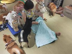 -逗柴咖啡屋·狗咖猫咖宠物桌游