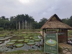 -中国科学院西双版纳热带植物园