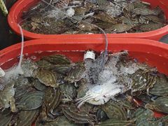 -芦潮港集贸市场