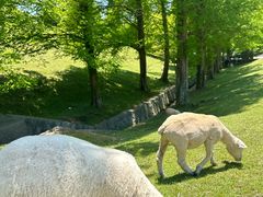 -神户市立六甲山牧场