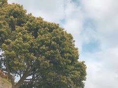 -雪绿茶博物馆