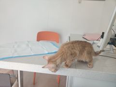 -佳雯宠物医院·皮肤科·内外科(春晓路分院)