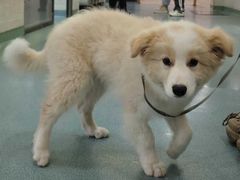 -动物缘宠物医院·骨科·猫科(西二环店)