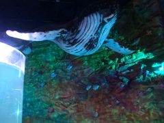 -青岛嘉年华主题乐园