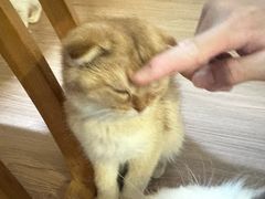 -楼上猫咖(罗湖店)