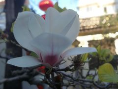 -石屏会馆