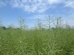 -中国天府农业博览园