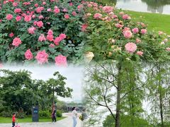 -香蜜公园