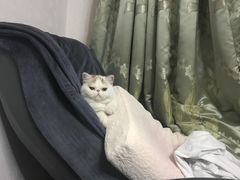 -猫大福·Fortune Cat猫舍(百子湾店)