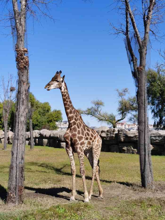 齊齊哈爾龍沙動植物園-