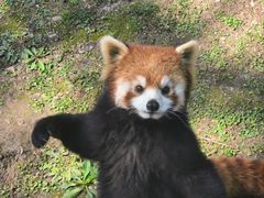 -上海野生动物园