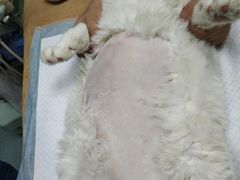 -美联众合爱康动物医院•复杂内科•肿瘤科•牙科•腔镜诊疗中心