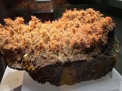 -湖南省地质博物馆