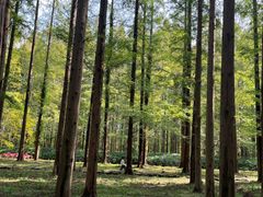 -黄海国家森林公园