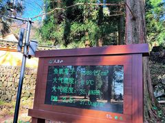 -天目山大树王景区