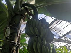 -呀路古热带植物园