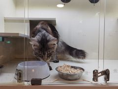 -70cat德文卷毛猫·缅因猫纯种猫舍