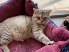 -藏猫猫咖啡主题馆(中央大道店)