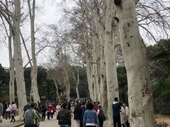 -武汉大学-樱园