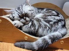 -有猫主题·治愈系猫咖(曾厝垵店)