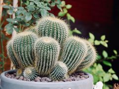 -少林寺欢喜地素斋馆