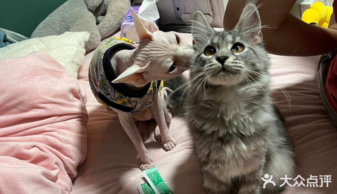 一家靠谱的有态度的猫舍