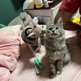 一家靠谱的有态度的猫舍